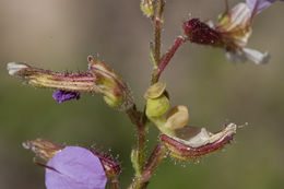 Imagem de Cuphea leptopoda Hemsl.