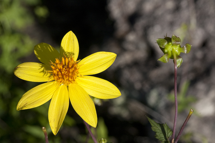 Imagem de Dahlia coccinea Cav.