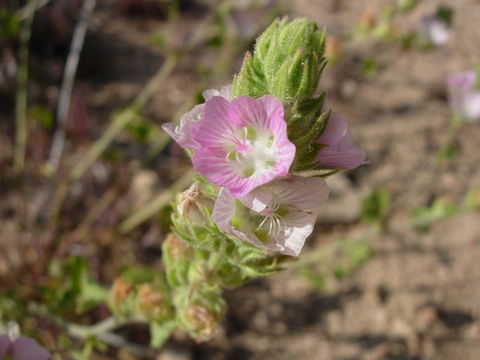 Image de Sidalcea hickmanii subsp. parishii (B. L. Rob.) C. L. Hitchc.