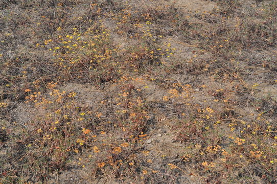 Imagem de Eriogonum marifolium var. cupulatum (S. Stokes) Reveal