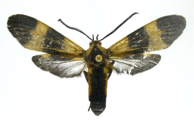 Image of Correbia Herrich-Schäffer 1856