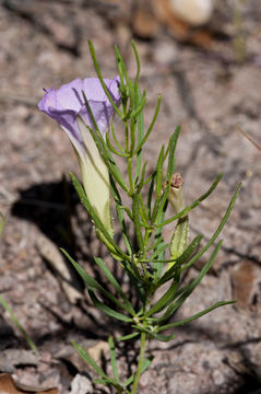 Image of Huachuca Mountain morning-glory