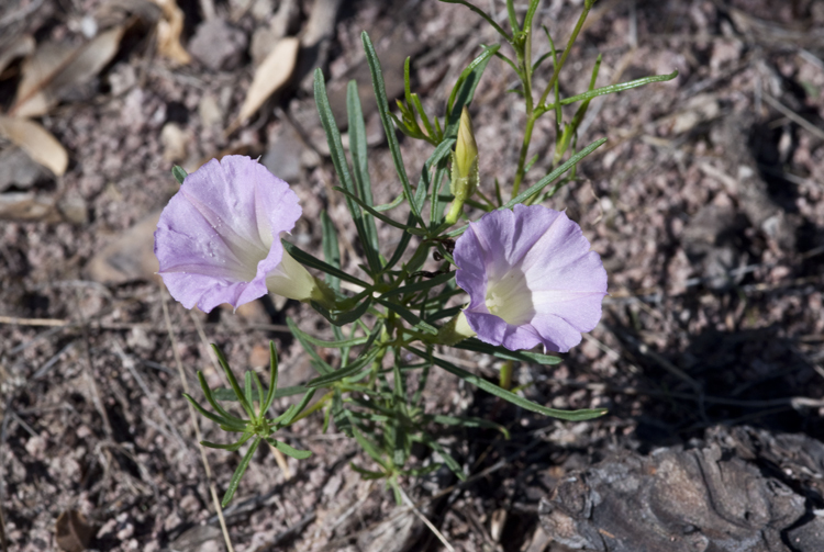 Image of Huachuca Mountain morning-glory