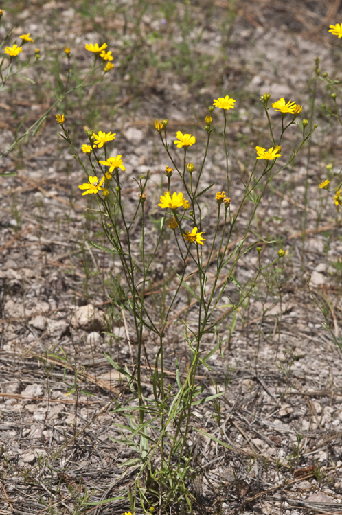 Image of Wright's snakeweed