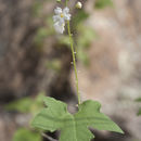 Image of Wild Balsam-Apple