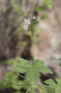 صورة Echinopepon wrightii (Gray) S. Wats.