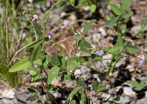 Image of New Mexico ticktrefoil