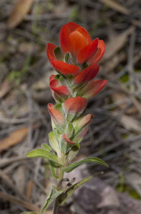 Image of Trans-Pecos Indian paintbrush