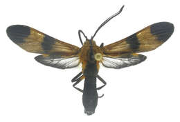 Image of Correbia Herrich-Schäffer 1856