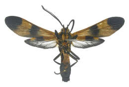 Image of Correbia Herrich-Schäffer 1856