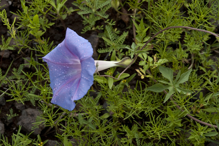 Слика од Ipomoea pubescens Lam.