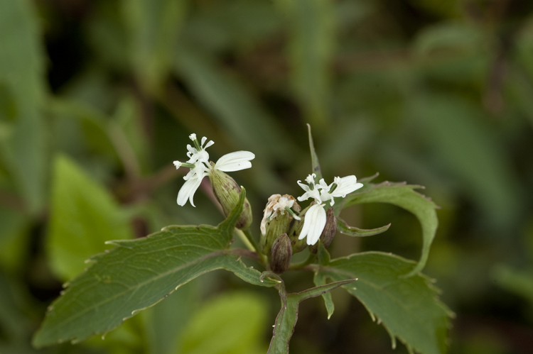 Plancia ëd Guardiola arguta (A. Gray) Robinson