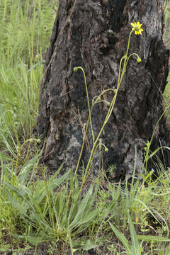 Image of Iostephane madrensis (S. Wats.) J. L. Strother