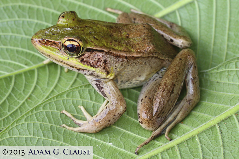 Image of Common Marsh-Frog