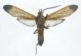 Image of Correbia Herrich-Schäffer 1856