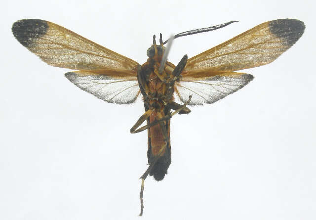 Image of Correbia Herrich-Schäffer 1856