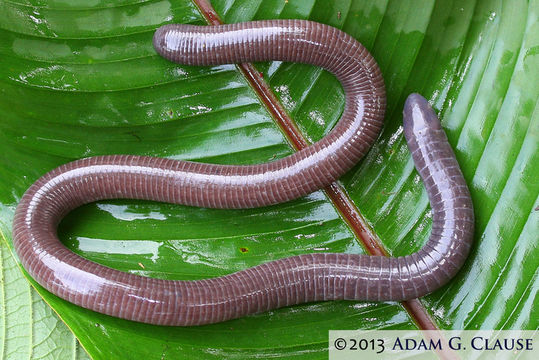 Image of Varagua Caecilian