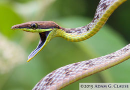 Image of Brown vinesnake