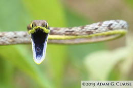 Image of Brown vinesnake