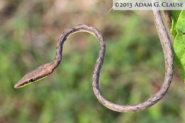 Image of Brown vinesnake