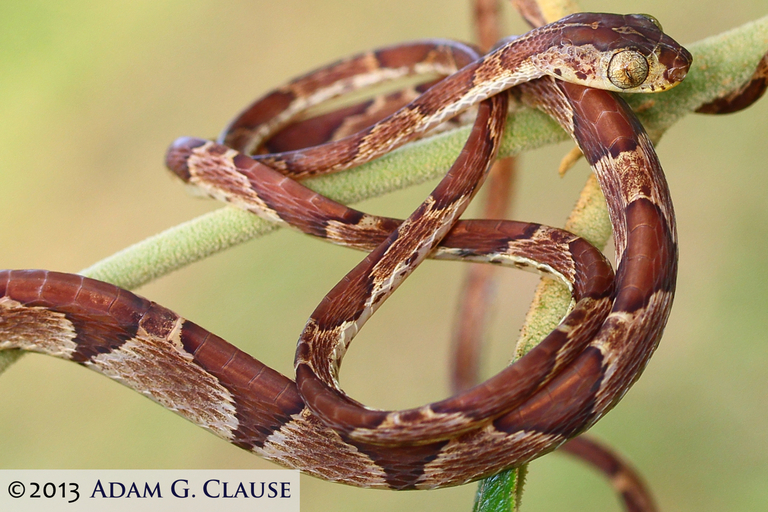 Image of Blunthead Tree Snake