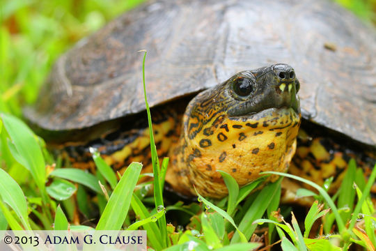 Image of Black River Turtle