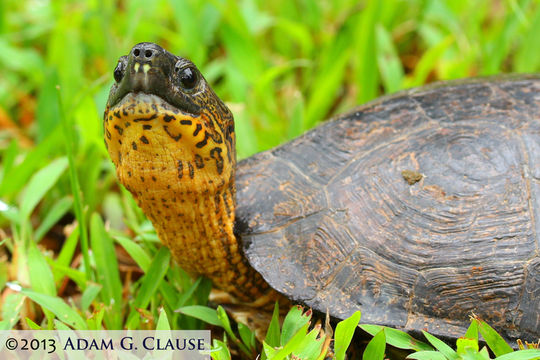 Image of Black River Turtle