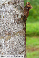 Image of Smooth Helmeted Iguana