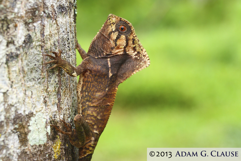 Image of Smooth Helmeted Iguana