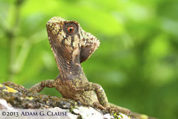 Image of Smooth Helmeted Iguana