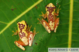 Image of Hourglass Treefrog