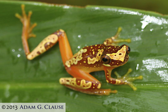 Image of Hourglass Treefrog