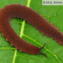 Image of peripatid velvet worms