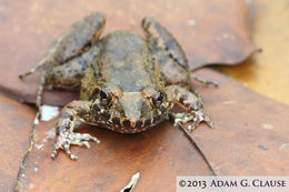 Image of Black Jungle-Frog