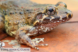 Image of Black Jungle-Frog