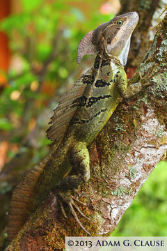 Image of Common Basilisk