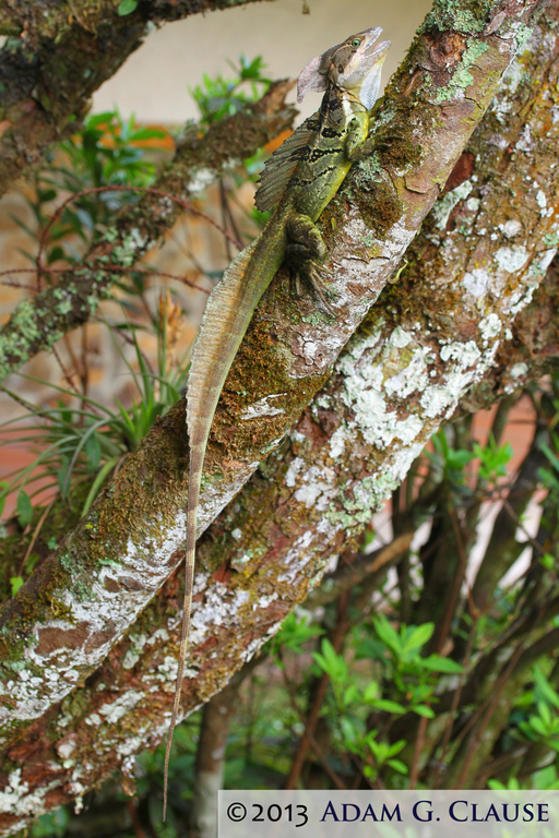 Image of Common Basilisk