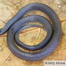 Image of Hoffmann's Earth Snake