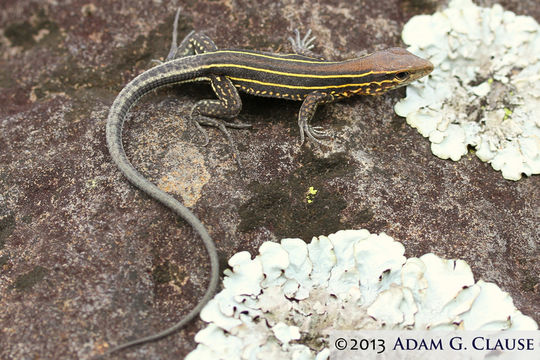 Image of Four-lined Ameiva