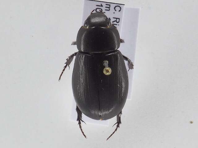 Image of Rice Beetles