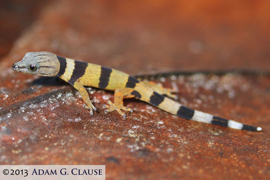 Image of Caribbean Least Gecko