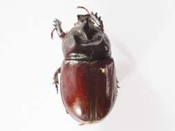 Image of Ox Beetles