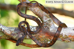 Imagem de Leptodeira septentrionalis (Kennicott ex Baird 1859)