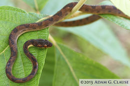 Imagem de Leptodeira septentrionalis (Kennicott ex Baird 1859)