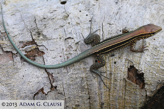 Image of Four-lined Ameiva