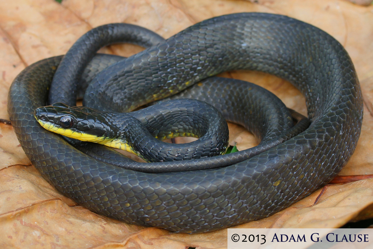 Image of Bird Snake