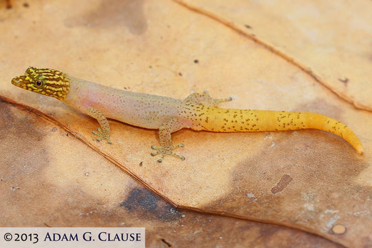 Image of Caribbean Least Gecko