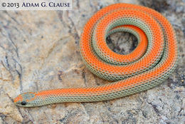 Image of Ground Snake