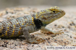 Image of Desert Spiny Lizard