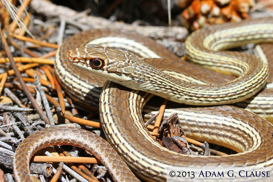 Image of <i>Masticophis taeniatus</i>